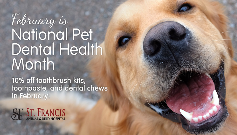 National Pet Dental Health Month