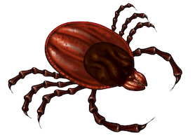 tick prevention St. Francis Animal Hospital