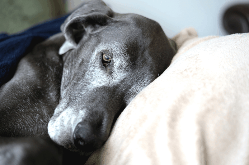 black dog resting on pillow