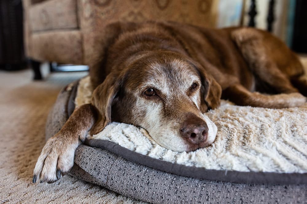 brown dog resting on mat