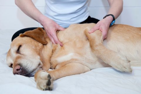 dog health checkup