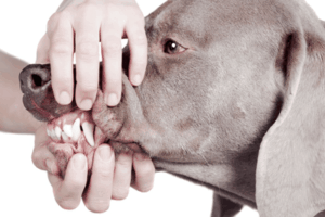 showing dog teeth