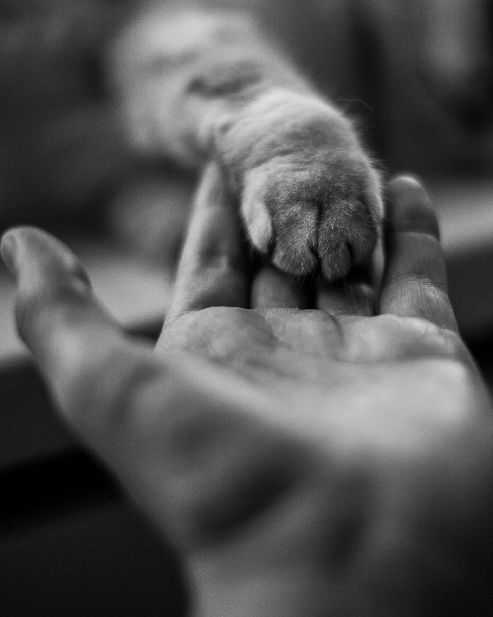 image of paw and human hand